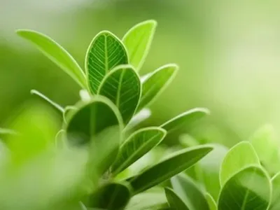 ふなこしスマイル保育園の写真